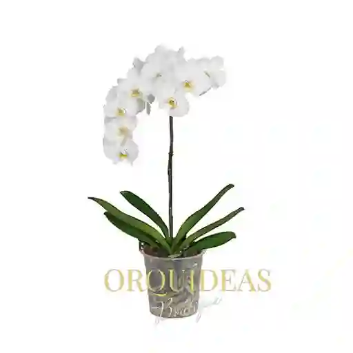 Orquidea 1 Vara Blanca