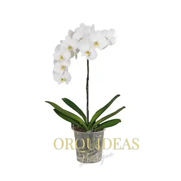 Orquidea 1 Vara Blanca