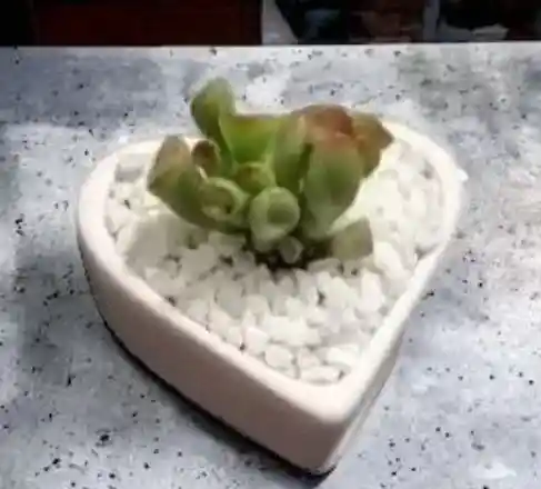 Planta Suculenta Mini Corazón Rosado