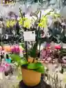 Jardin Orquideas - Especial De Madres