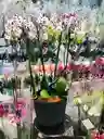 Jardin Orquideas - Especial De Madres