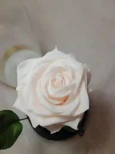 Rosa Blanca Preservada