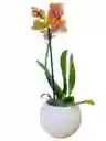 Orquidea Mini Amarilla Con Matera Cerámica