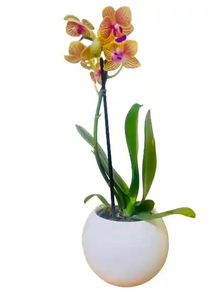 Orquidea Mini Amarilla Con Matera Cerámica