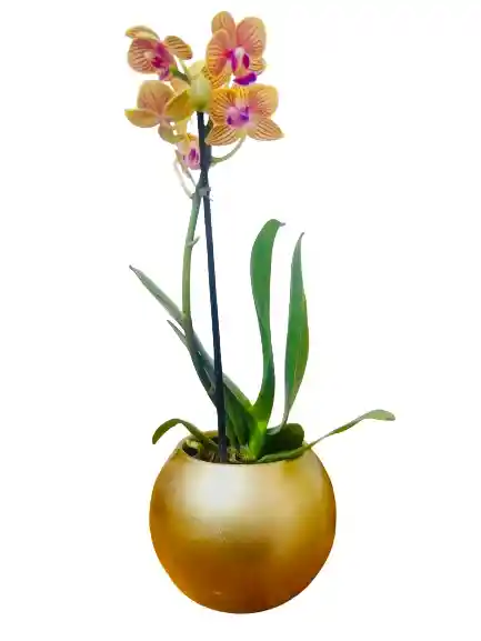 Orquidea Mini Amarilla Con Matera Cerámica