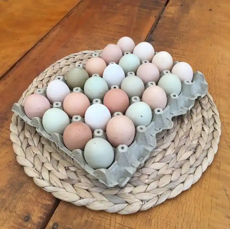 Huevos Criollos (de Colores, De Gallinas Criadas En Espacios Amplios)