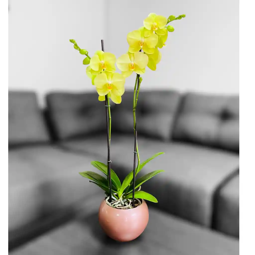 Orquídea Grande Con Flores Amarillas De 2 Varas En Matera Cerámica Rosada