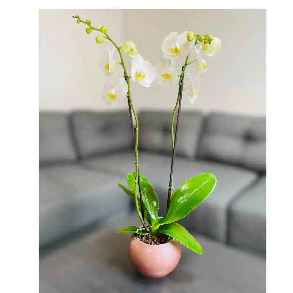 Orquídea Grande Con Flores Blancas De 2 Varas En Matera Cerámica Rosada