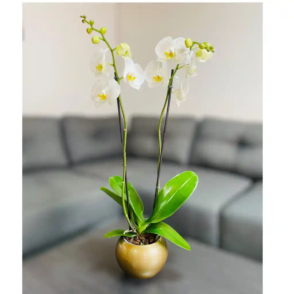 Orquídea Grande Con Flores Blancas De 2 Varas En Matera Cerámica Dorada