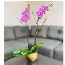 Orquídea Grande Con Flores Rosadas De 2 Varas En Matera Ceramica Dorada