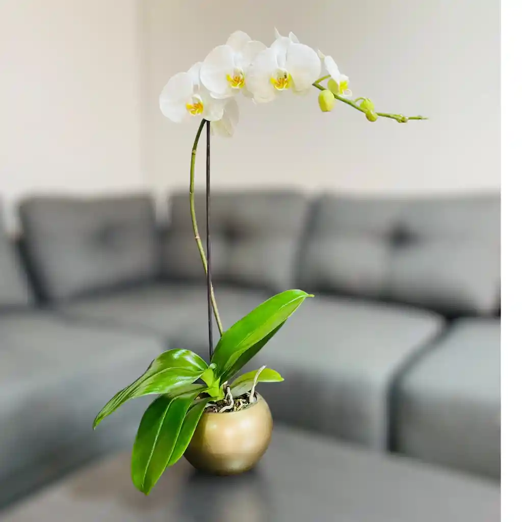 Orquídea Grande Con Flores Blancas De 1 Vara Blanca En Matera Ceramica Dorada