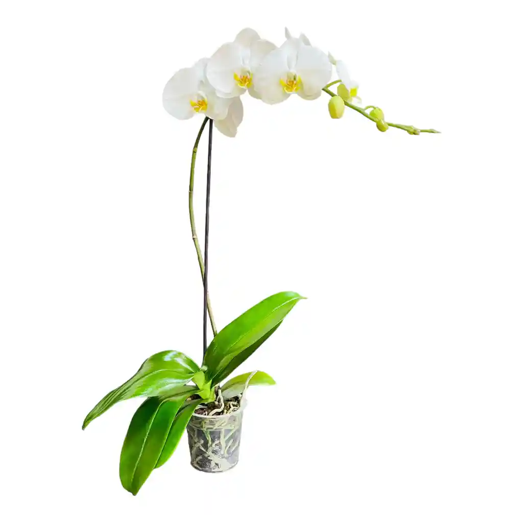 Orquídea Grande Con Flores Blancas De 1 Vara Blanca En Matera Ceramica Rosada