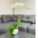 Orquídea Grande Con Flores Blancas De 1 Vara Blanca En Matera Cerámica Blanca