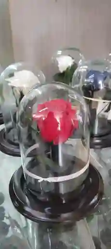 Rosas Preservadas Mimi