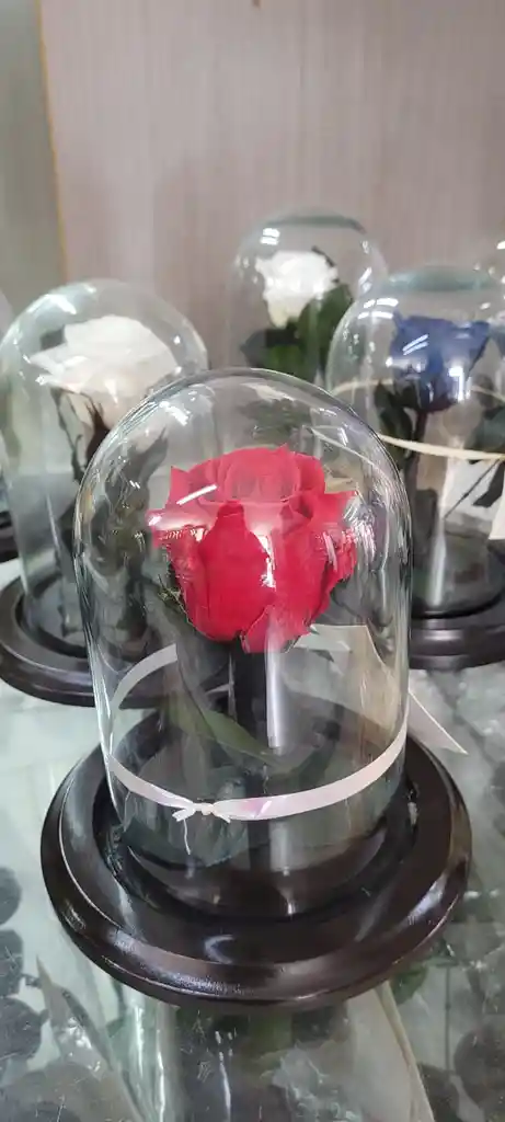 Rosas Preservadas Mimi