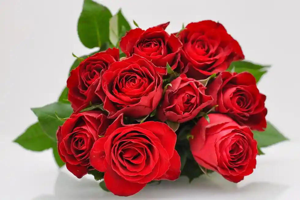 12 Rosas Rojas