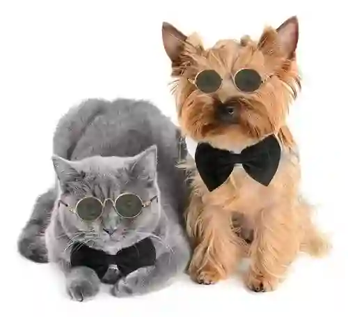 Lentes Gafas Para Perros Y Gatos Pequeños