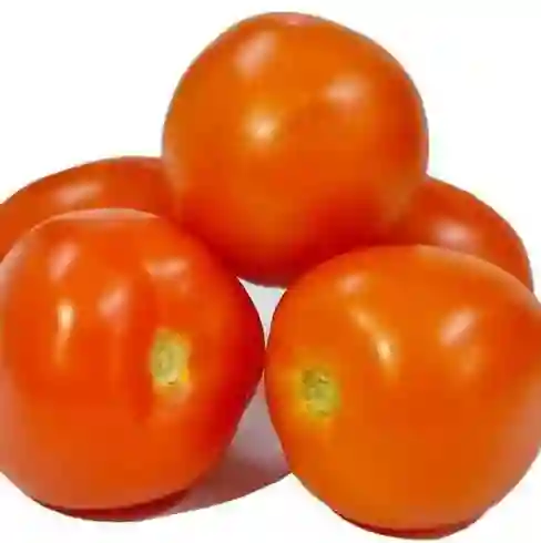 Tomate Chonto