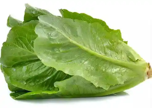 Lechuga Romana