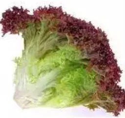 Lechuga Crespa Morada