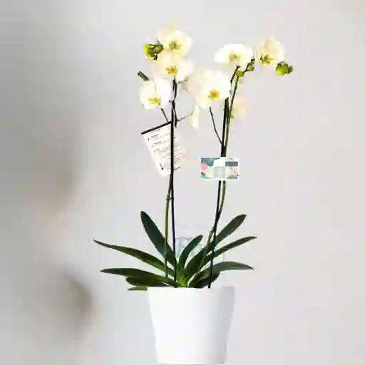 Orquidea Blanca Punto Amarillo