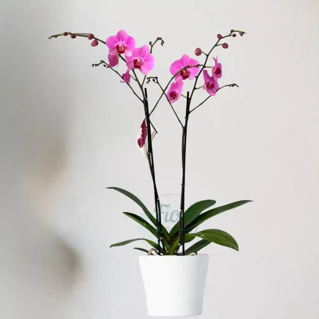 Planta De Orquidea Color Lila