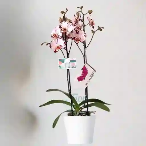 Planta De Orquídea Color Blanca Con Manchas Moradas