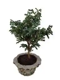 Bonsai Pino Azul Con Maceta De Piedra