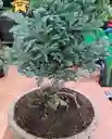 Bonsai Pino Azul Con Maceta De Piedra