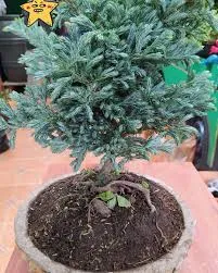 Bonsai Pino Azul Con Maceta De Piedra