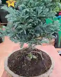 Bonsai Pino Azul Con Maceta De Piedra