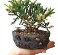 Bonsai Pino San Jose En Maceta De Piedra