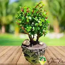 Bonsai Jade Hembra En Maceta De Cemento