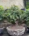 Bonsai Jade Hembra En Maceta De Cemento