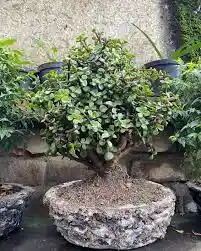 Bonsai Jade Hembra En Maceta De Cemento