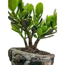 Bonsai Jade Macho En Maceta De Piedra