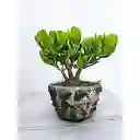 Bonsai Jade Macho En Maceta De Piedra