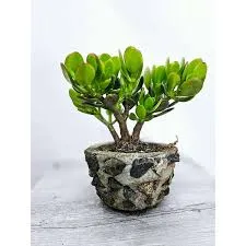 Bonsai Jade Macho En Maceta De Piedra