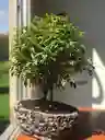 Bonsai Guayacan En Maceta De Cemento