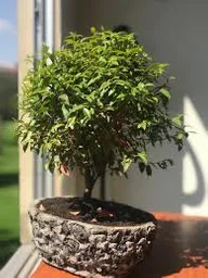 Bonsai Guayacan En Maceta De Cemento