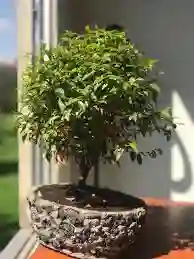 Bonsai Guayacan En Maceta De Cemento