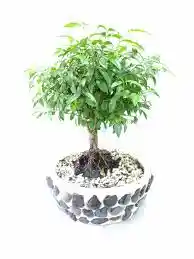 Bonsai Guayacan En Maceta De Cemento