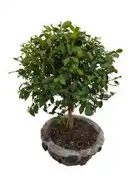 Bonsai Guayacan En Maceta De Cemento