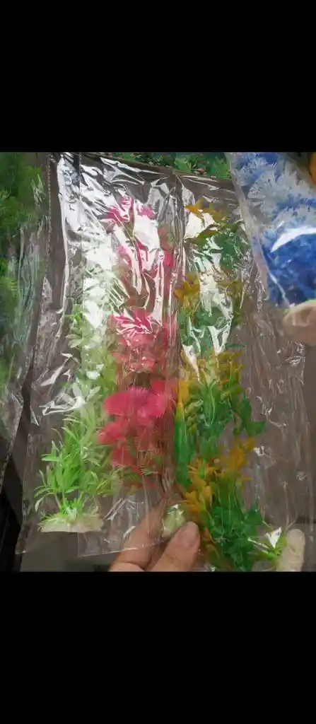 Planta Larga Sencilla