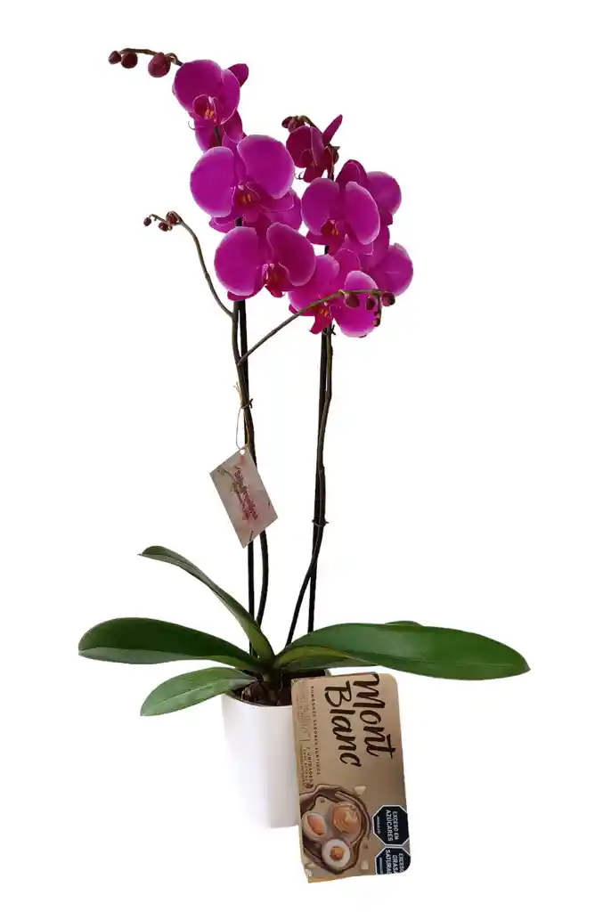 Kit Regalo: Orquidea Alta Fucisa 2 Tallos+chocolates Mont Blanc + Matera Plastica Decorativa