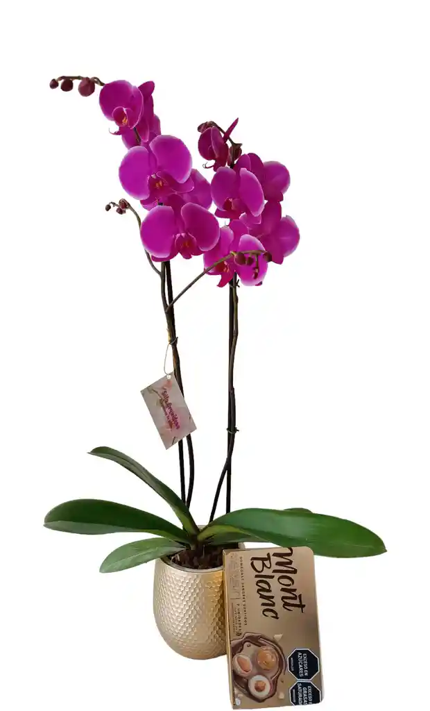 Kit Regalo: Orquidea Alta Fucsia 2 Tallos + Chocolates Mont Blanc + Matera De Ceramica