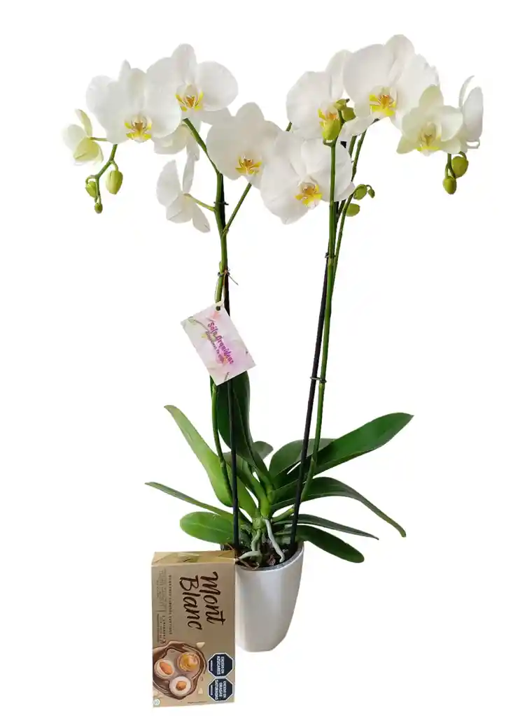 Kit Regalo: Orquidea Alta Blanca 2 Tallos + Chocolates Mont Blanc + Matera Decorativa Plastica