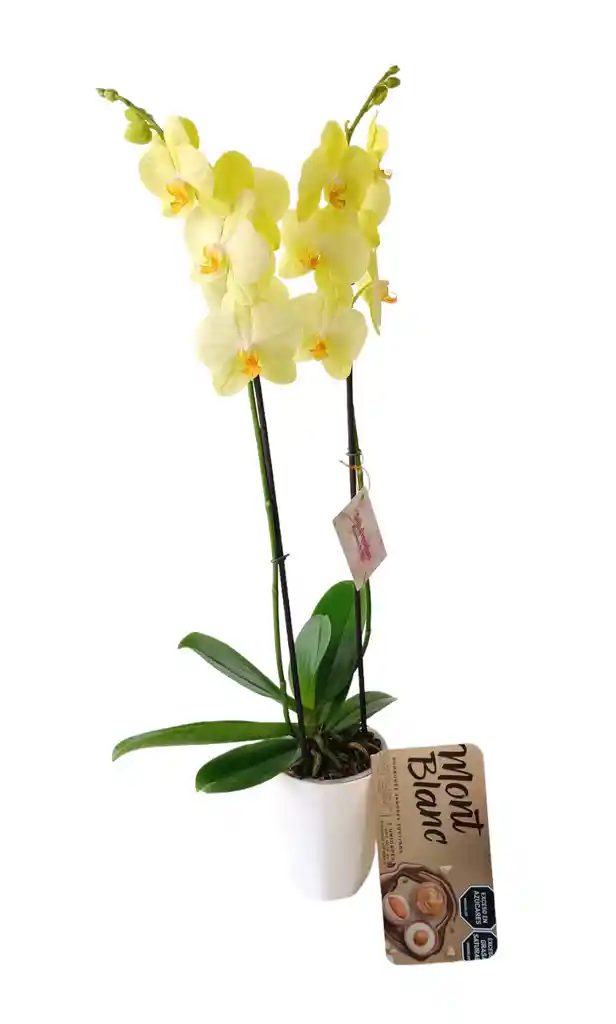 Kit Regalo: Orquidea Alta Amarilla 2 Tallos + Chocolates Mont Blanc + Matera Decorativa Plastica