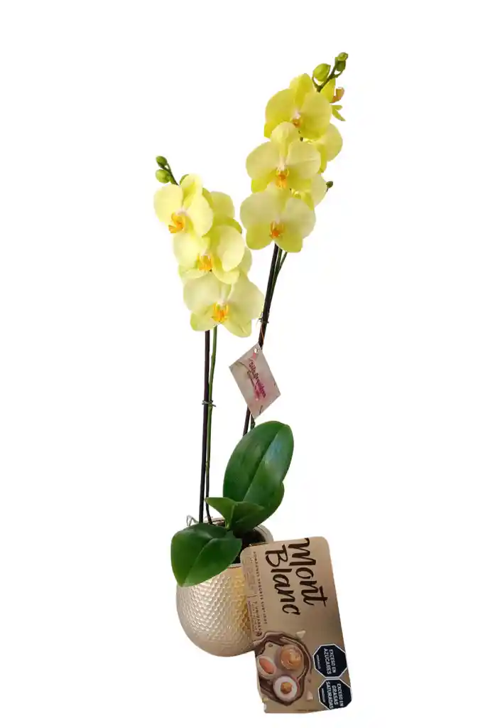 Kit Regalo: Orquidea Alta Amarilla 2 Tallos + Chocolates Mont Blanc + Matera De Ceramica