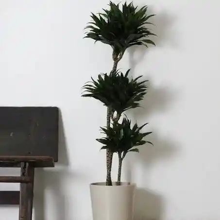 Dracena Compacta